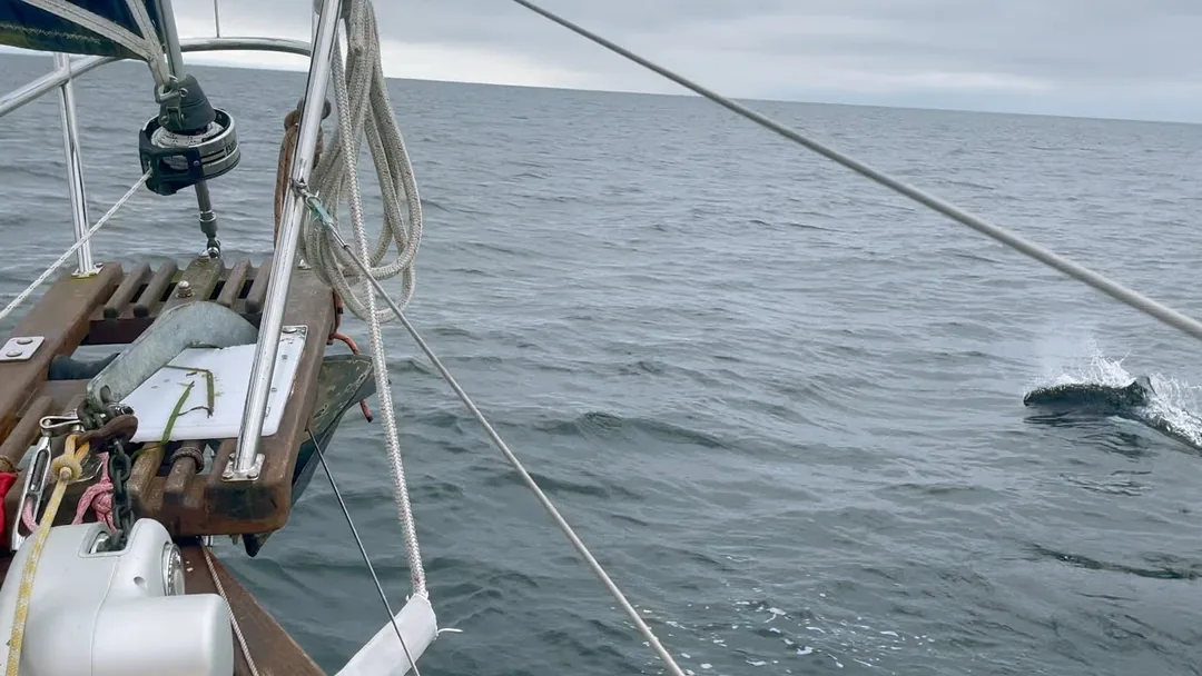 DANA24 sailing